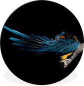 WallCircle - Peinture - Plume Ressorts' Vogel Branche Dibond En - Multicolore - 140 X 140 Cm