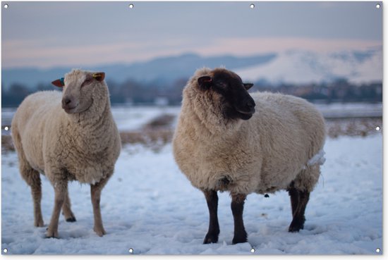 Muurdecoratie Schapen - Sneeuw - Berg - 180x120 cm - Tuinposter - Tuindoek - Buitenposter