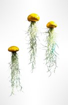 3 Jelly-fish luchtplantjes met goudkleurige zee-egels en Spaans mos/kwalletjes/luchtplantjes/Tillandsia/hangplanten/plant/handgemaakt