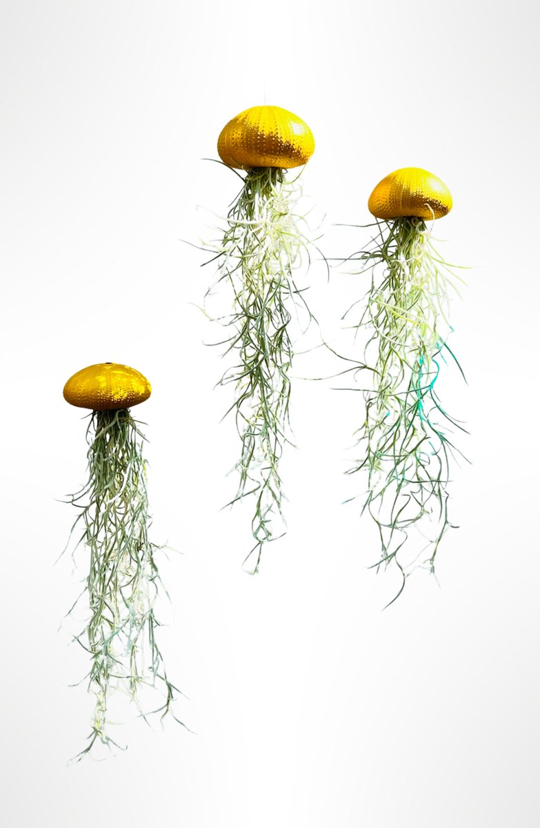 3 Jelly-fish luchtplantjes met goudkleurige zee-egels en Spaans mos/kwalletjes/luchtplantjes/Tillandsia/hangplanten/plant/handgemaakt