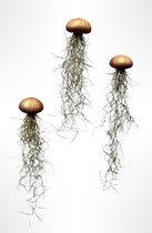Set van 3 Jelly-Fish met bronskleurige zee-egels en Spaans mos/hangplant/handgemaakt/tillandsia/plant/kamerplant