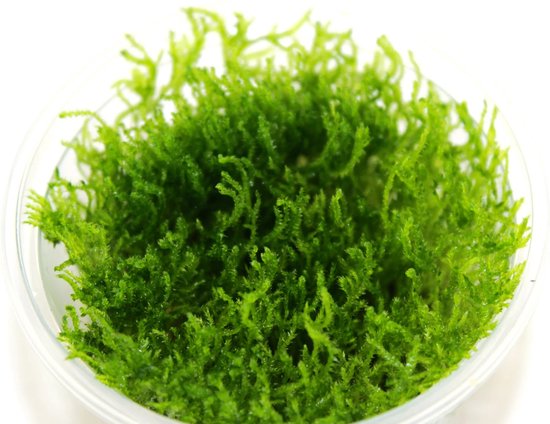 Moss de paon - Tasse 80 cc - Mousse d'aquarium - Plante d'aquarium - Décoration d'aquarium - Moerings