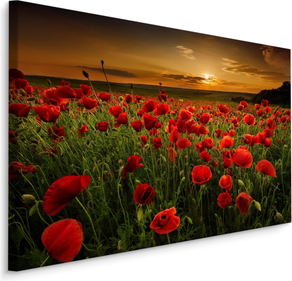 karo-art Schilderij - Rode klaprozen bij zonsondergang, premium print Multikleur