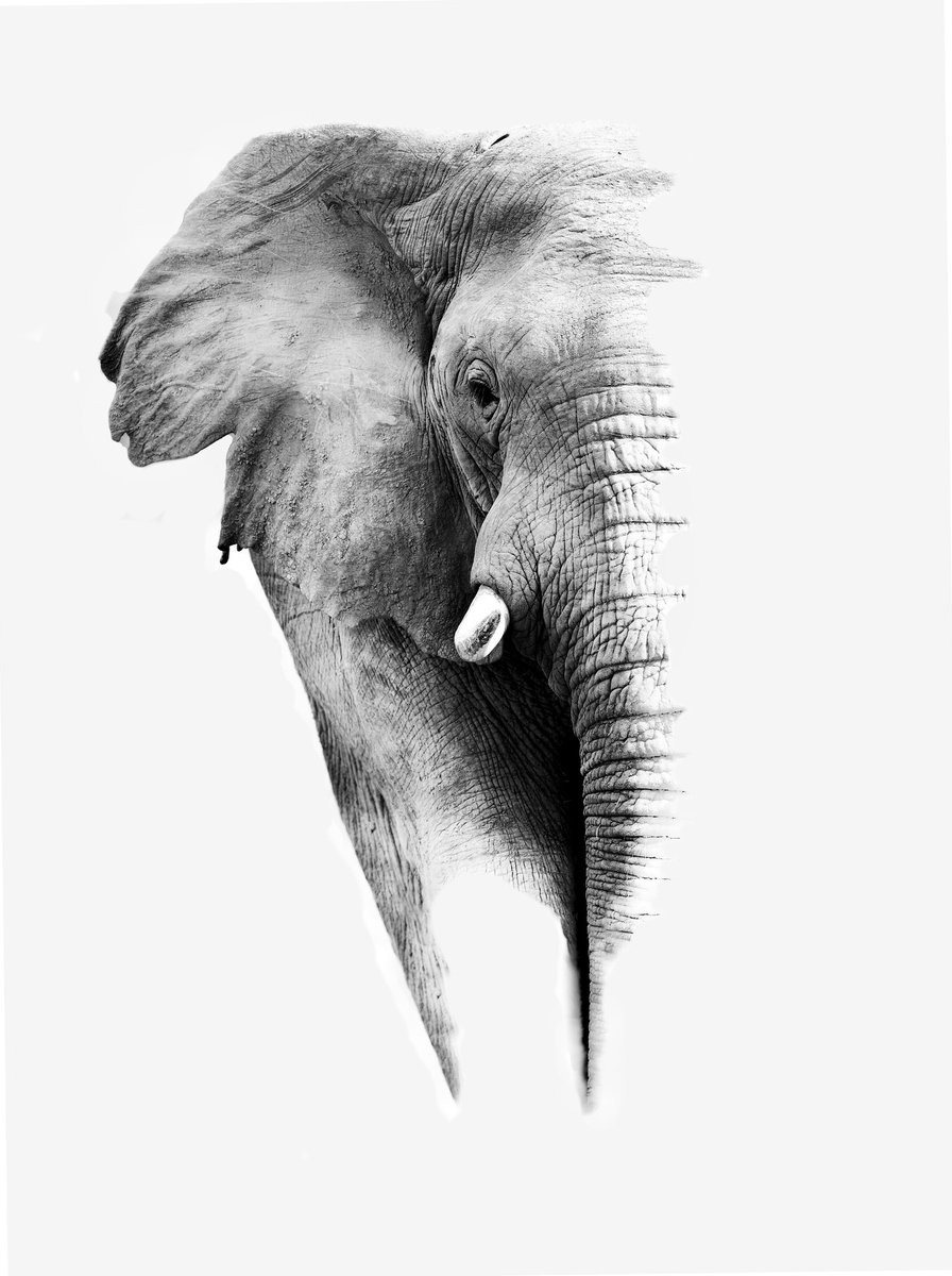 karo-art Poster- Olifant witte achtergrond, Prachtige poster met geweldig mooi effect, Premium kwaliteit in zwart en wit Multikleur