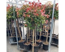 4 x Photinia Fraseri 'Red Robin' op stam - Glansmispel Boompje met stamhoogte 90cm