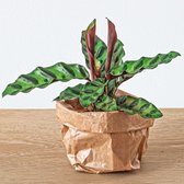 NatureNest - Planten Terrarium Pakket - Calathea Lancifolia - Navulling & Startpakket - 1 Stuk - cm