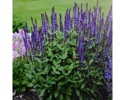 4 x Salie Caradonna XL Paars|Blauw - Tuinplanten Winterhard - Salvia nemorosa 'Caradonna' in C2(liter) pot met hoogte 0-50cm