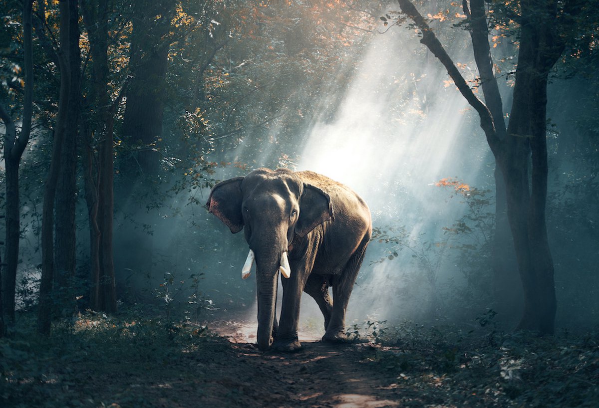 karo-art Schilderij - Olifant in bos, 2 maten, Premium print Multikleur