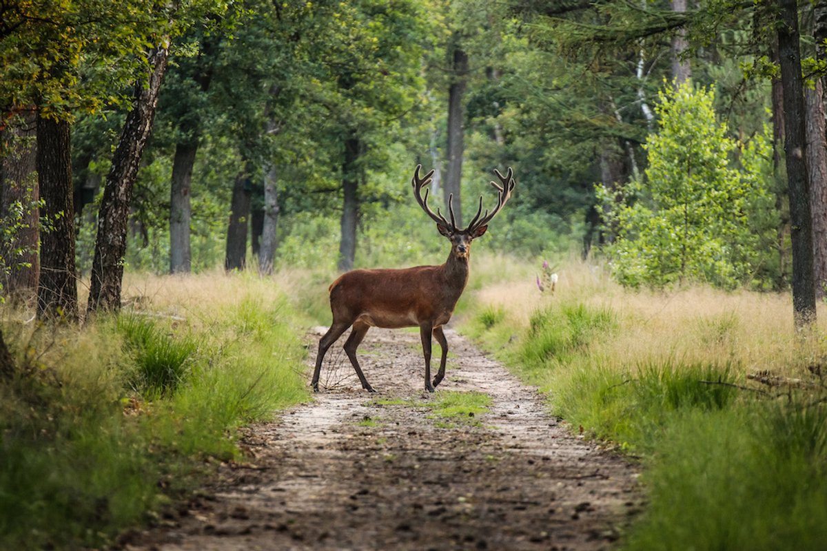 karo-art Schilderij - Hert in bos, Groen, 2 maten, Premium print Multikleur