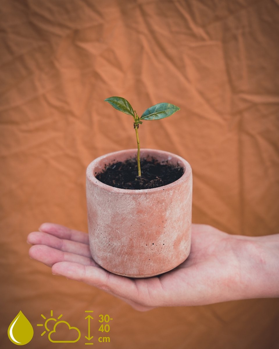 Coffea Arabica Kweekset - Kweek je eigen koffieplant - Grow Your Ownn