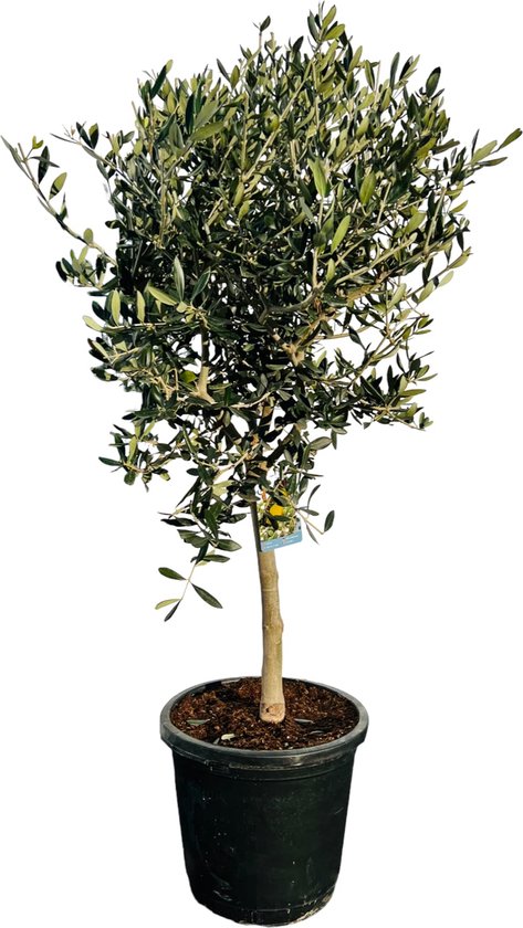 Olijfboom Olea Europaea 1.30 meter hoogte | Kwekerij Elma