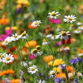 MRS Seeds & Mixtures : Bijenmengsel Laag 1- en meerjarig – groeihoogte: 20-50 cm – trekt nuttige insecten aan – eenvoudig te zaaien