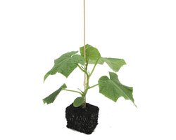 Geënte Grote Snack Komkommer – per 3 stuks