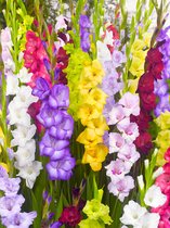 100x Glaïeul 'Mixed' - BULBi® Bulbes de fleurs avec garantie de floraison