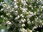 Boomheide - 6 Stuks - Erica arborea 'Alpine' - 1.5L