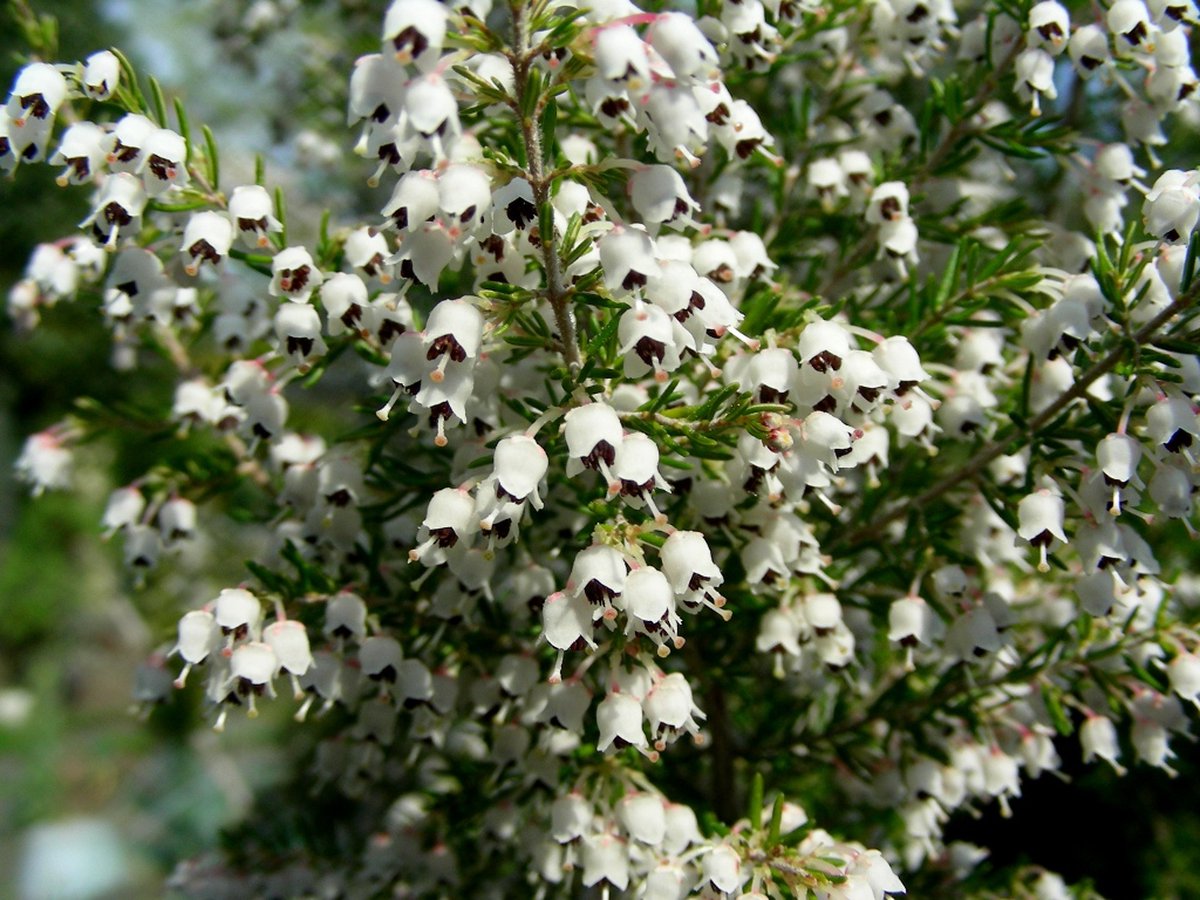 Heide Boom Wit 10 Stuks Erica arborea 'Alpine' P9.5 Plant Tuinplant