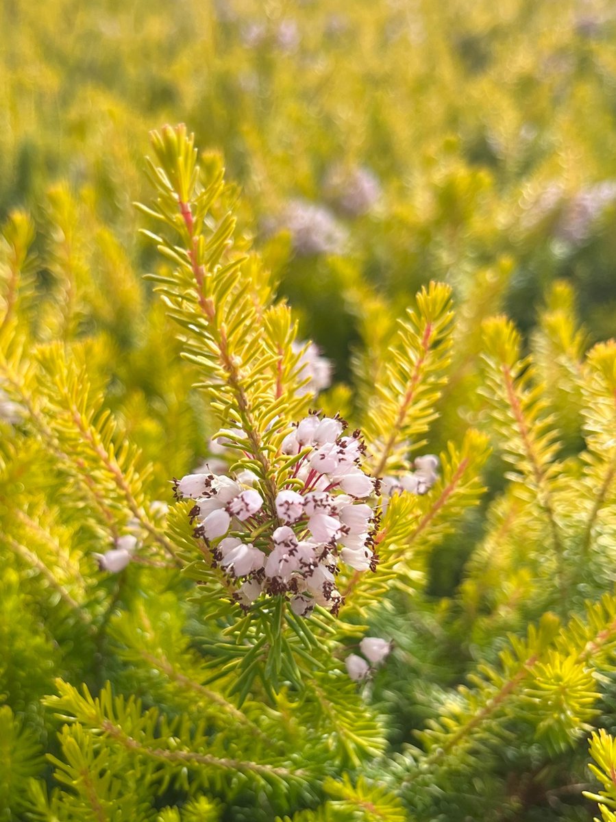 Zwerfheide Geel/Wit - 10 Stuks - Erica vagans 'Yellow John' - P9.5 - Plant - Tuinplant - Heide