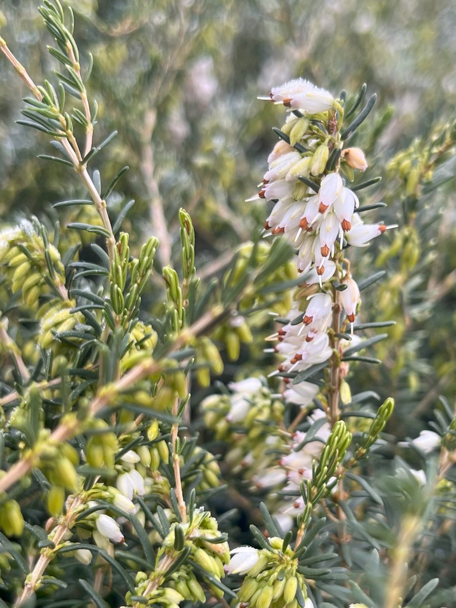 Winterheide Wit - 10 Stuks - Erica darleyensis 'White Perfection' - P10.5 - Plant - Tuinplant - Heide