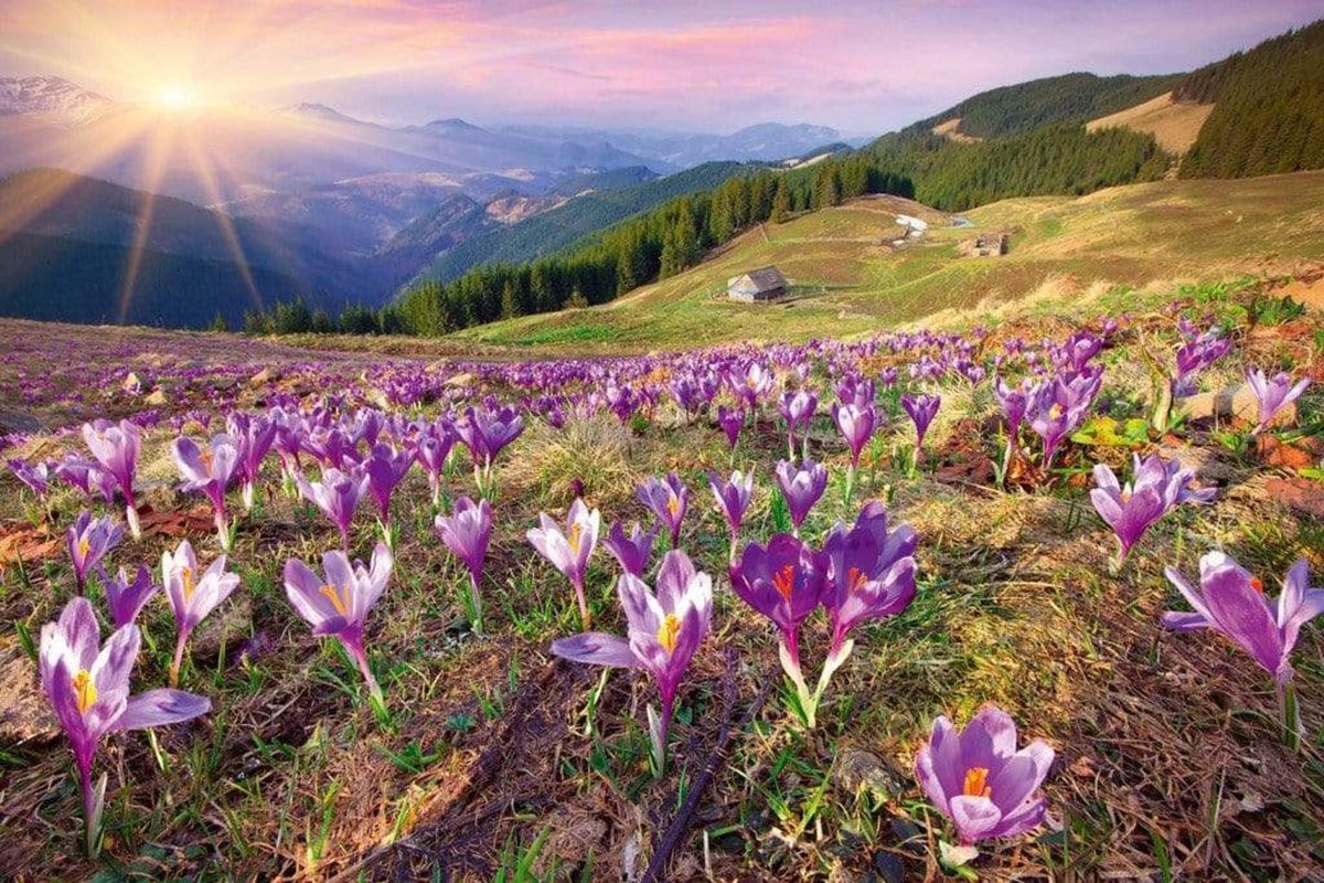 Fotobehang - Crocuses at Spring 375x250cm - Vliesbehang