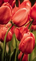 Fotobehang - Red Tulips 150x250cm - Vliesbehang