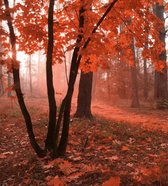 Fotobehang - Misty Forest 225x250cm - Vliesbehang