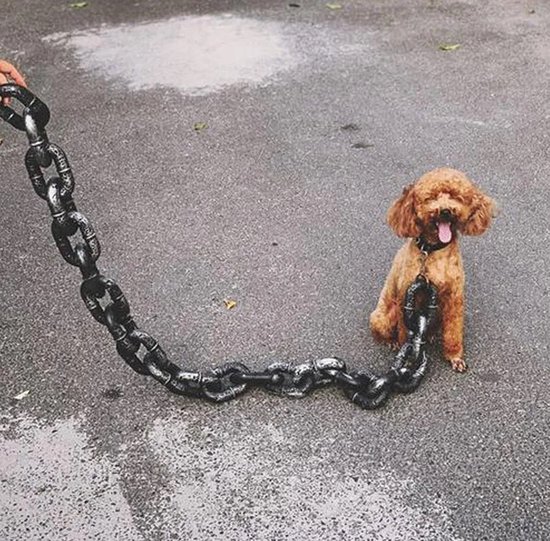 FUNAT Dog Lead, P-Chain Dog Collar Integrated