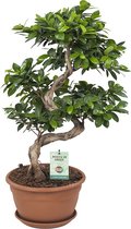 Goed & Groen - Ficus Gin Seng Bonsai - ↨ 70cm - Potmaat 27 - Exclusieve Kwaliteit Planten - Kamer Plant - Kamerplanten - Sfeer - Interieur