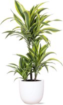 Dracaena Lemon Lime - Drakenbloedboom Ø21cm 65cm - Verse Kamerplant, Direct van de Nederlandse Kweker