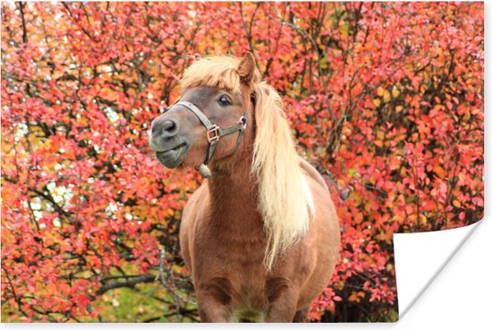 Poster Paard - Pony - Herfstbladeren - 90x60 cm
