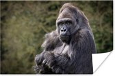 Poster Grote Gorilla kijkt recht in de camera - 90x60 cm