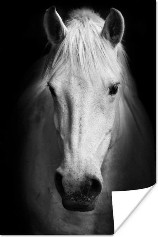 Poster Paard - Portret - Zwart - Wit - 80x120 cm