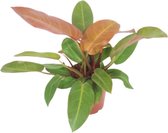 Groene plant – Philodendron (Philodendron Prince Of Orange) met bloempot – Hoogte: 45 cm – van Botanicly