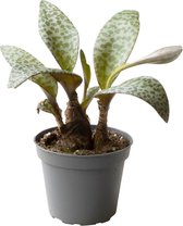 Vetplant – Kaapse lelie (Ledebouria Socialis) – Hoogte: 11 cm – van Botanicly