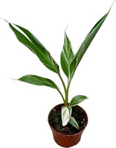 Bananenplant (Musa Nono) – Hoogte: 25 cm – van Botanicly