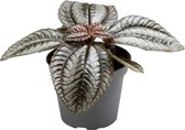 Groene plant – Pannenkoekenplant (Pilea Norfolk) – Hoogte: 8 cm – van Botanicly