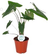 Alocasia – Olifantsoor (Alocasia Zebrina) – Hoogte: 80 cm – van Botanicly