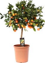 Fruitboom – Sinaasappelboom (Citrus Calamondin) – Hoogte: 80 cm – van Botanicly