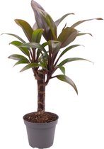 Groene plant – Koolpalm (Cordyline fruticosa Purple Compacta) – Hoogte: 22 cm – van Botanicly