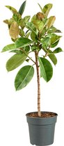 Groene plant – Rubberboom (Ficus Elastica Shivereana Moonshine) – Hoogte: 140 cm – van Botanicly
