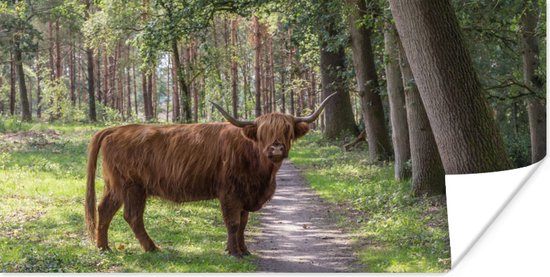 Affiche Highlander écossais - Chemin - Arbre - 40x20 cm