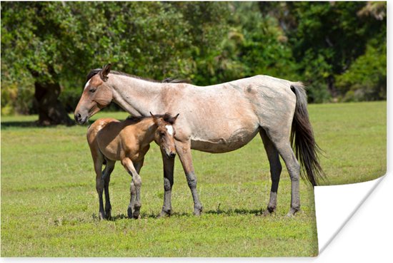 Poster Paarden - Gras - Schaduw - 90x60 cm