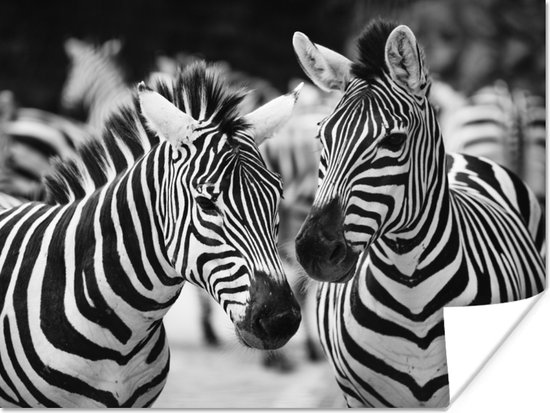 Zebra zwart wit Poster 60x40 cm - Foto print op Poster (wanddecoratie)