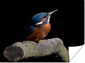 Poster IJsvogel - Tak - Veren - Zwart - 120x90 cm