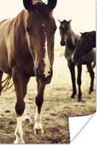 Paarden sepia  Poster 60x90 cm - Foto print op Poster (wanddecoratie)