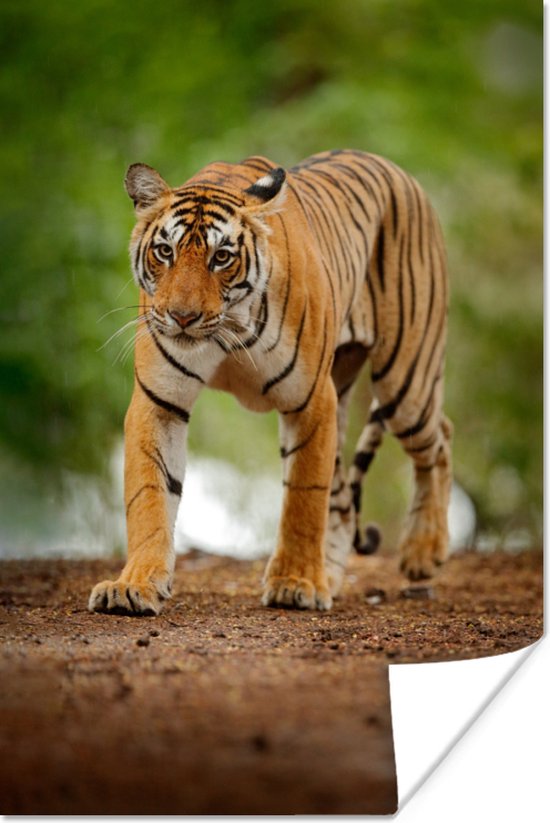 Poster Tigre rampant 120x180 cm - Tirage photo sur Poster (décoration murale salon / chambre) / Poster Animaux XXL / Groot format!