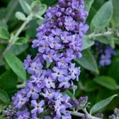 12 x Dwergvlinderstruik Lavender Flow Blauw|Paars - Winterharde Bloeiende Borderplant - Buddleja Free Petite 'Lavender Flow' in C2(liter) pot met hoogte 10-30cm