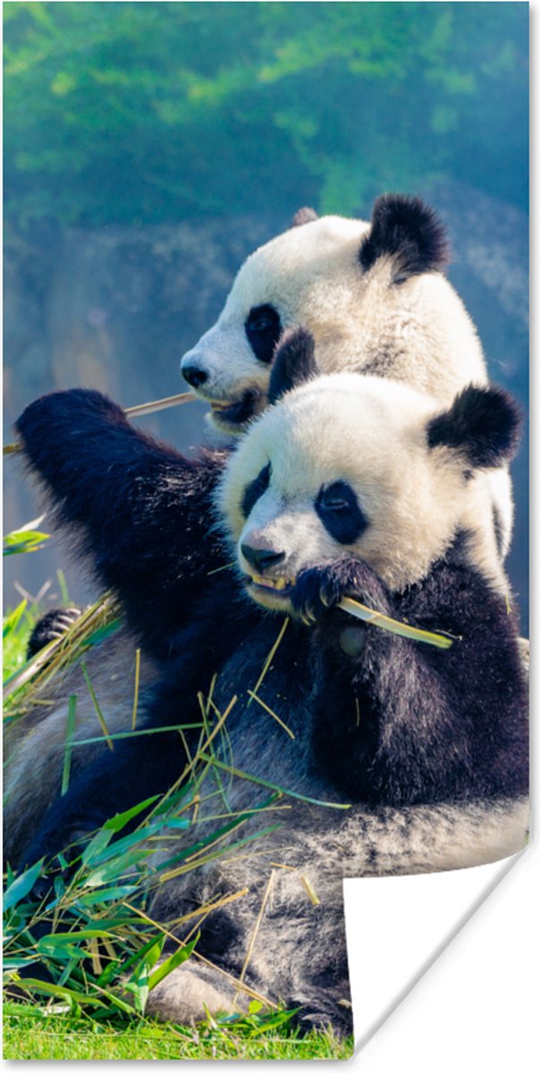 Poster Panda - Bamboe - Gras - Dieren - 75x150 cm