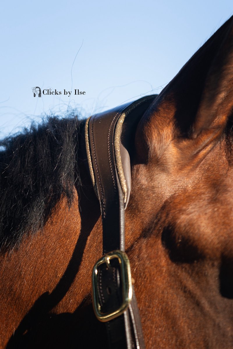 Leren halster donker bruin met gouden glitter FULL - MTB Equestrian