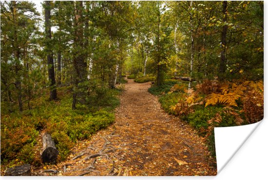 Un chemin forestier plein de feuilles Poster 180x120 cm - Tirage photo sur Poster (décoration murale salon / chambre) XXL / Groot format!