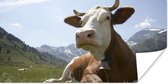Affiche Vache - Berg - Herbe - 120x60 cm